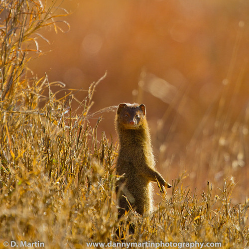 Common Slender Mongoose