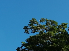 Vireonidae