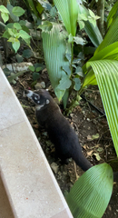 Nasua
