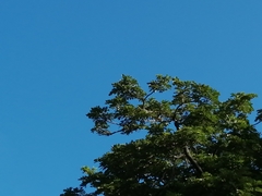 Vireonidae