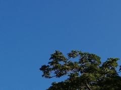 Vireonidae