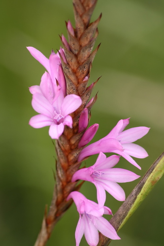 Watsonia densiflora Baker