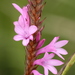 Dense Watsonia - Photo (c) Gareth Preiss, some rights reserved (CC BY-NC), uploaded by Gareth Preiss