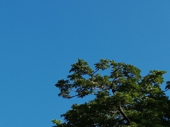 Vireonidae