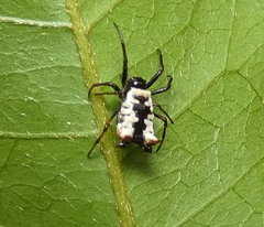 Micrathena patruelis