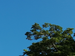 Vireonidae