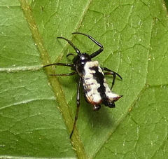 Micrathena patruelis