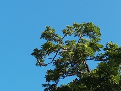 Vireonidae