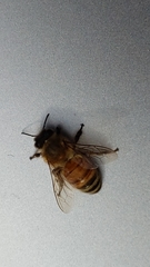 Apis mellifera