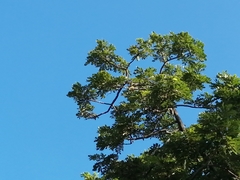 Vireonidae