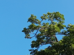 Vireonidae