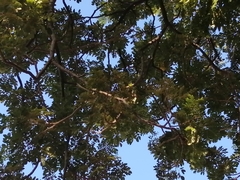 Vireonidae