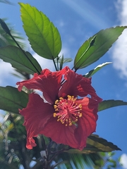 Hibiscus × archeri