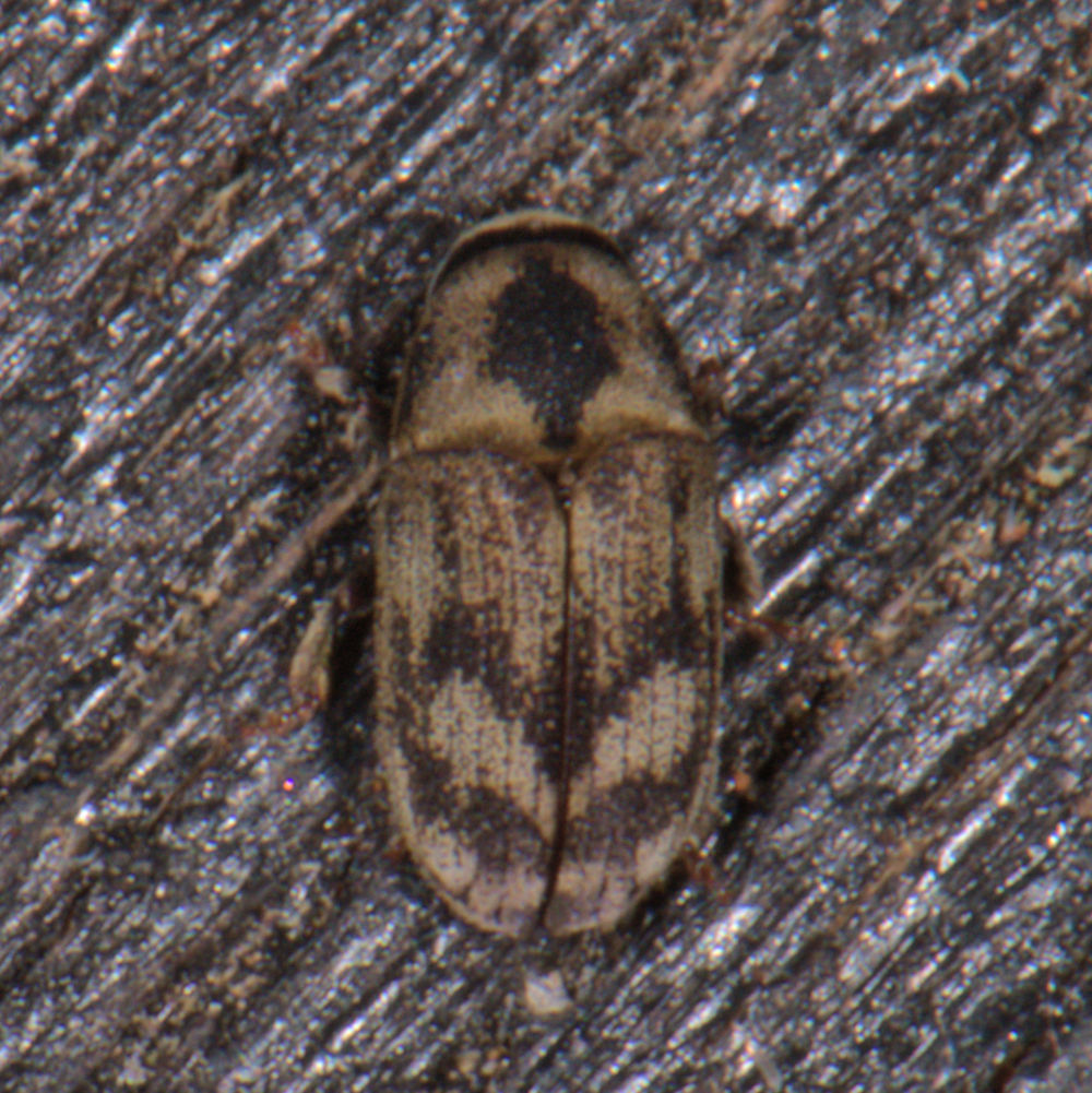 Easter-Ash Bark Beetle