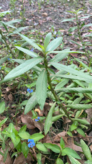 Hygrophila
