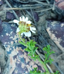 Cymbopappus adenosolen