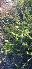 Cymbopappus adenosolen