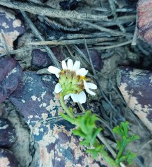 Cymbopappus adenosolen