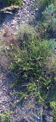 Cymbopappus adenosolen