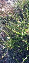 Cymbopappus adenosolen