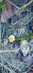 Cymbopappus adenosolen