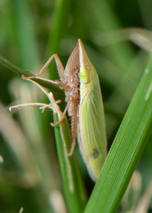Draeculacephala antica