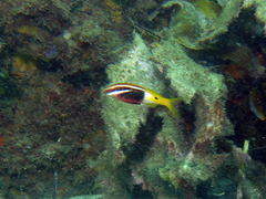 Parupeneus barberinoides