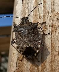 Halyomorpha halys