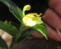 Commelina africana