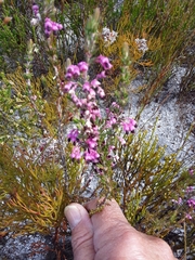 Erica placentiflora