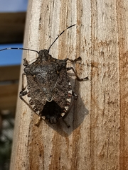 Halyomorpha halys