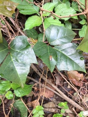 Rhoicissus rhomboidea