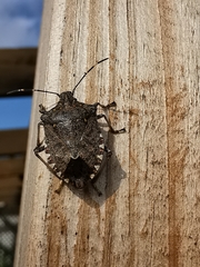 Halyomorpha halys