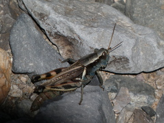Melanoplus eumera