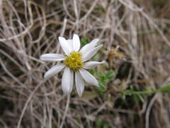 Vittadinia australis