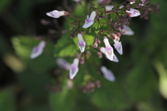 Isodon amethystoides