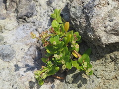 Oldenlandia biflora