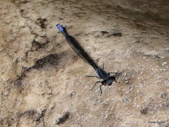 Pseudagrion draconis