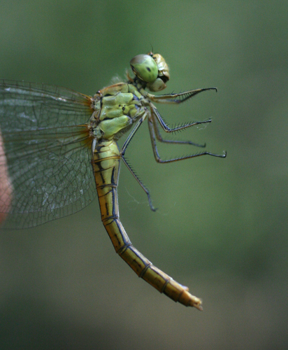 Southern Darter