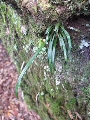 Haplopteris flexuosa