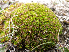 Colobanthus brevisepalus