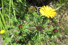 Cullumia setosa