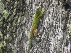 Sceloporus hondurensis