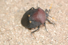 Coridius nubilus