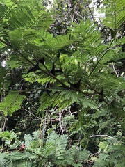 Vachellia hindsii