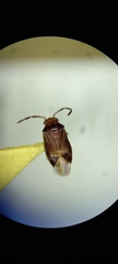 Heteroptera