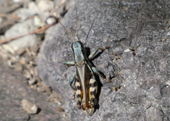 Melanoplus eumera