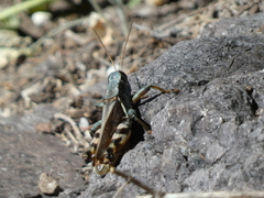 Melanoplus eumera
