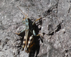 Melanoplus eumera