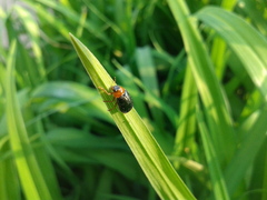 Smaragdina semiaurantiaca